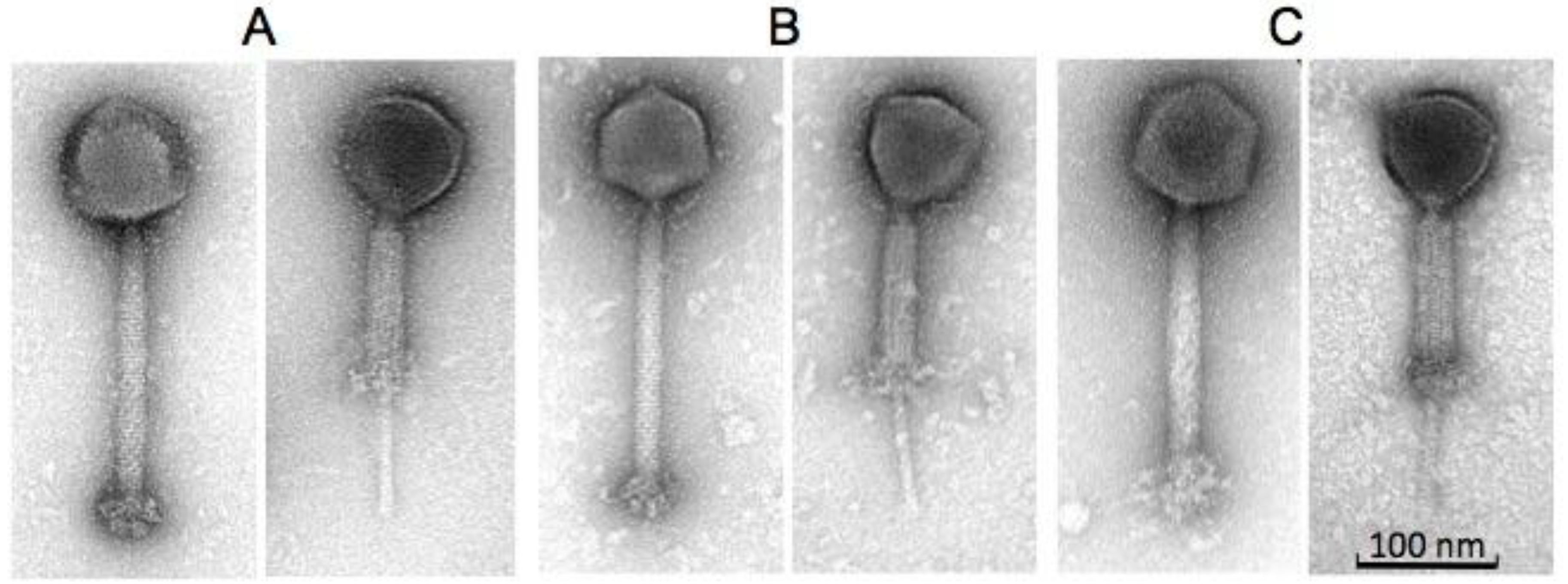 Antibiotics 07 00037 g001