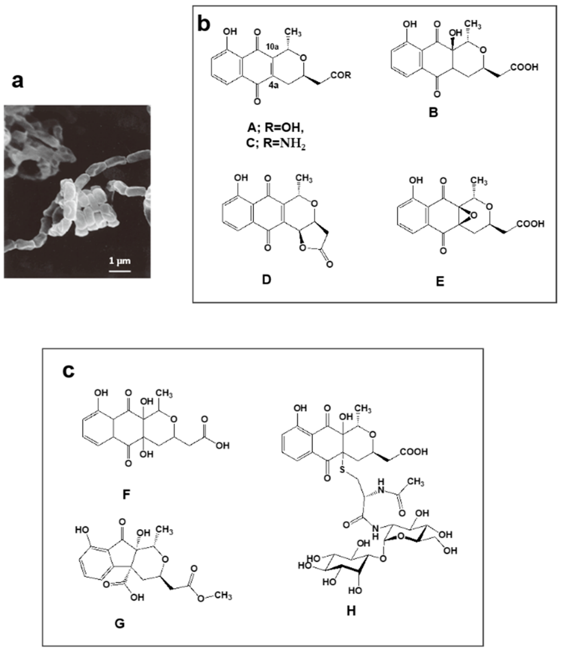 Antibiotics 07 00045 g002