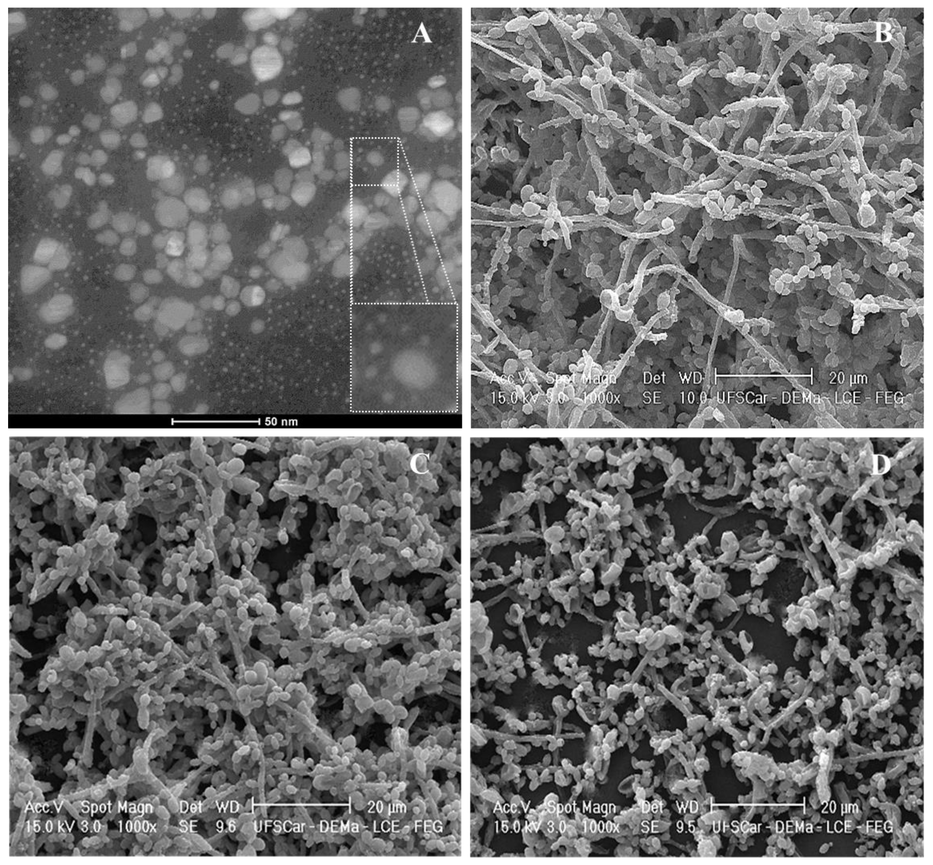Antibiotics 07 00046 g004