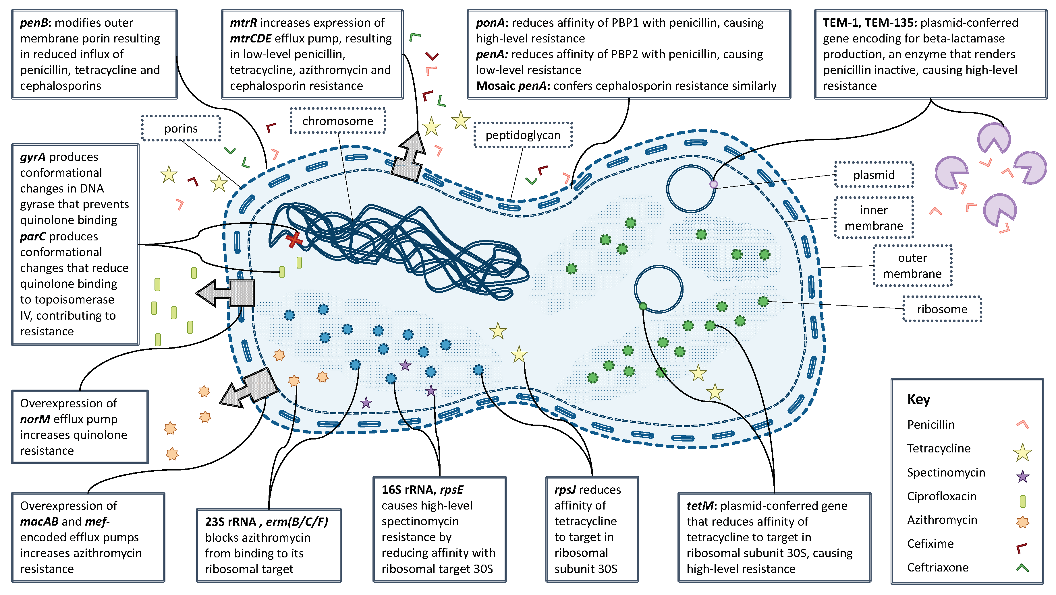 Antibiotics 07 00060 g002