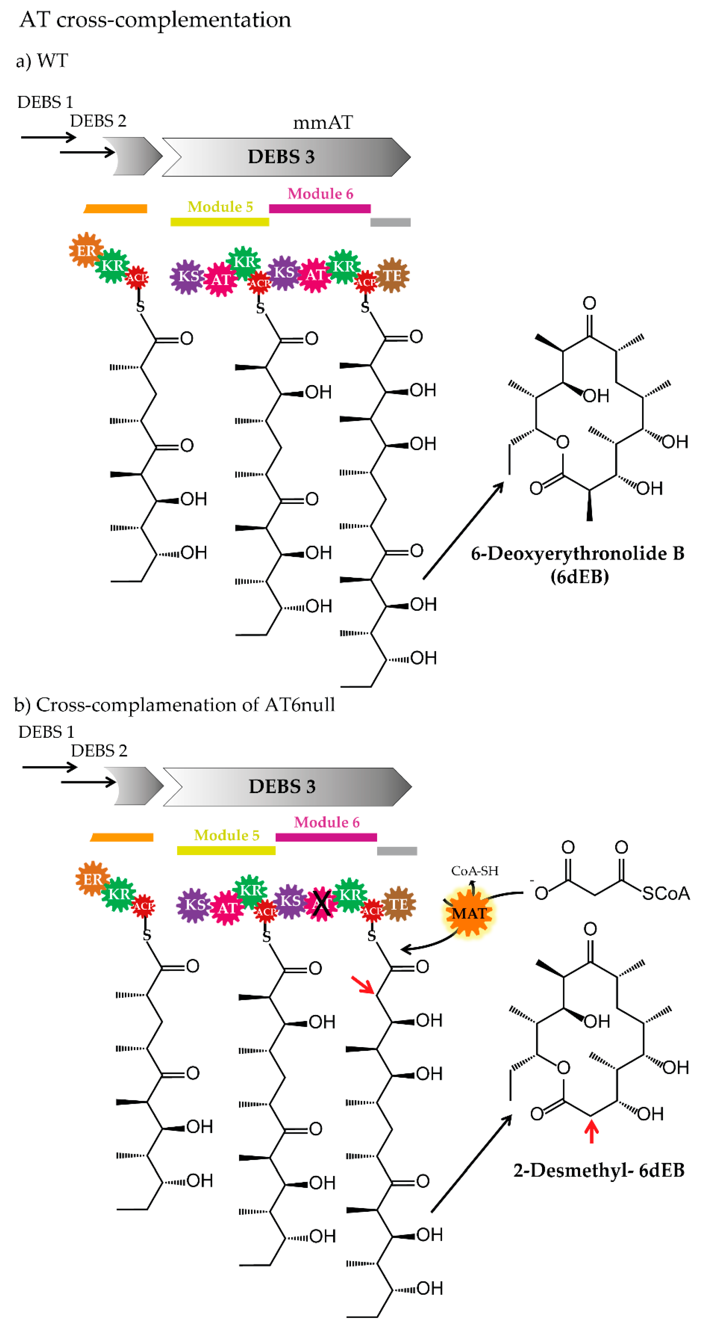 Antibiotics 07 00062 g006