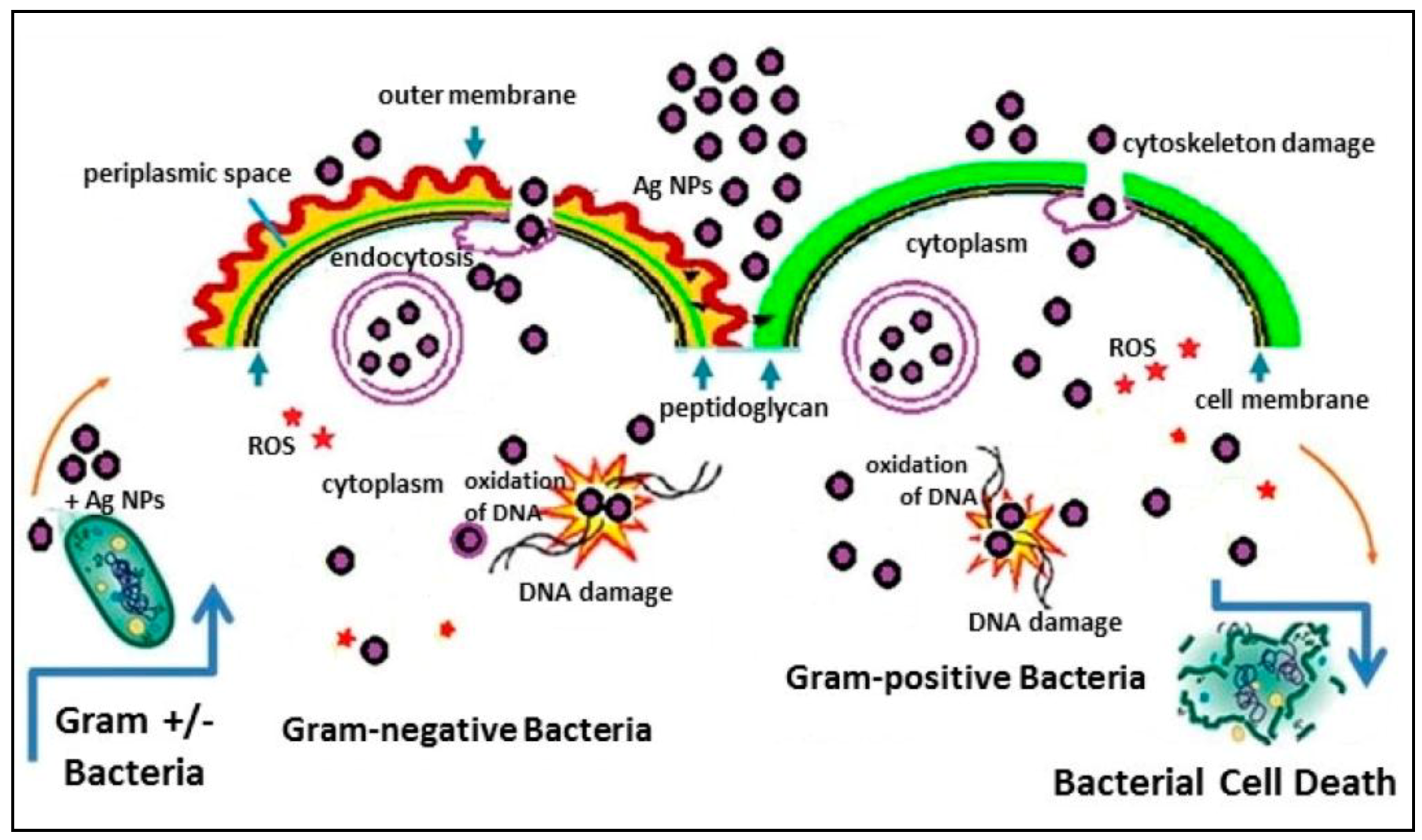 Antibiotics 07 00067 g003