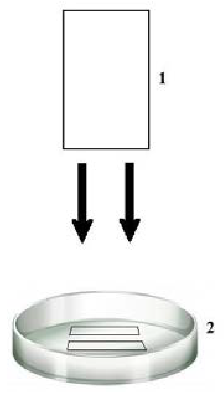 Antibiotics 07 00080 g013