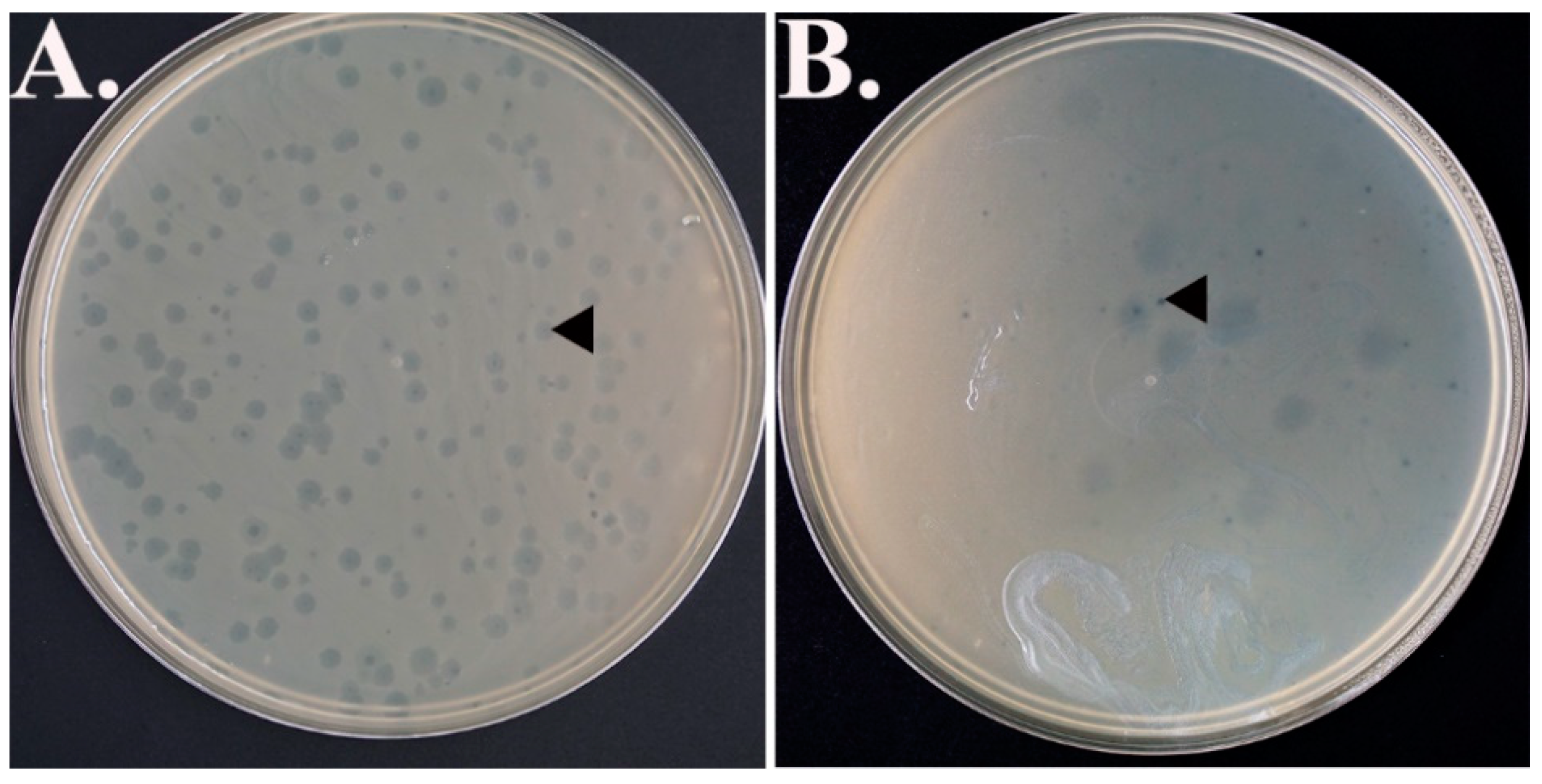 Antibiotics 07 00092 g001 Antibiotics 07 00092 g001