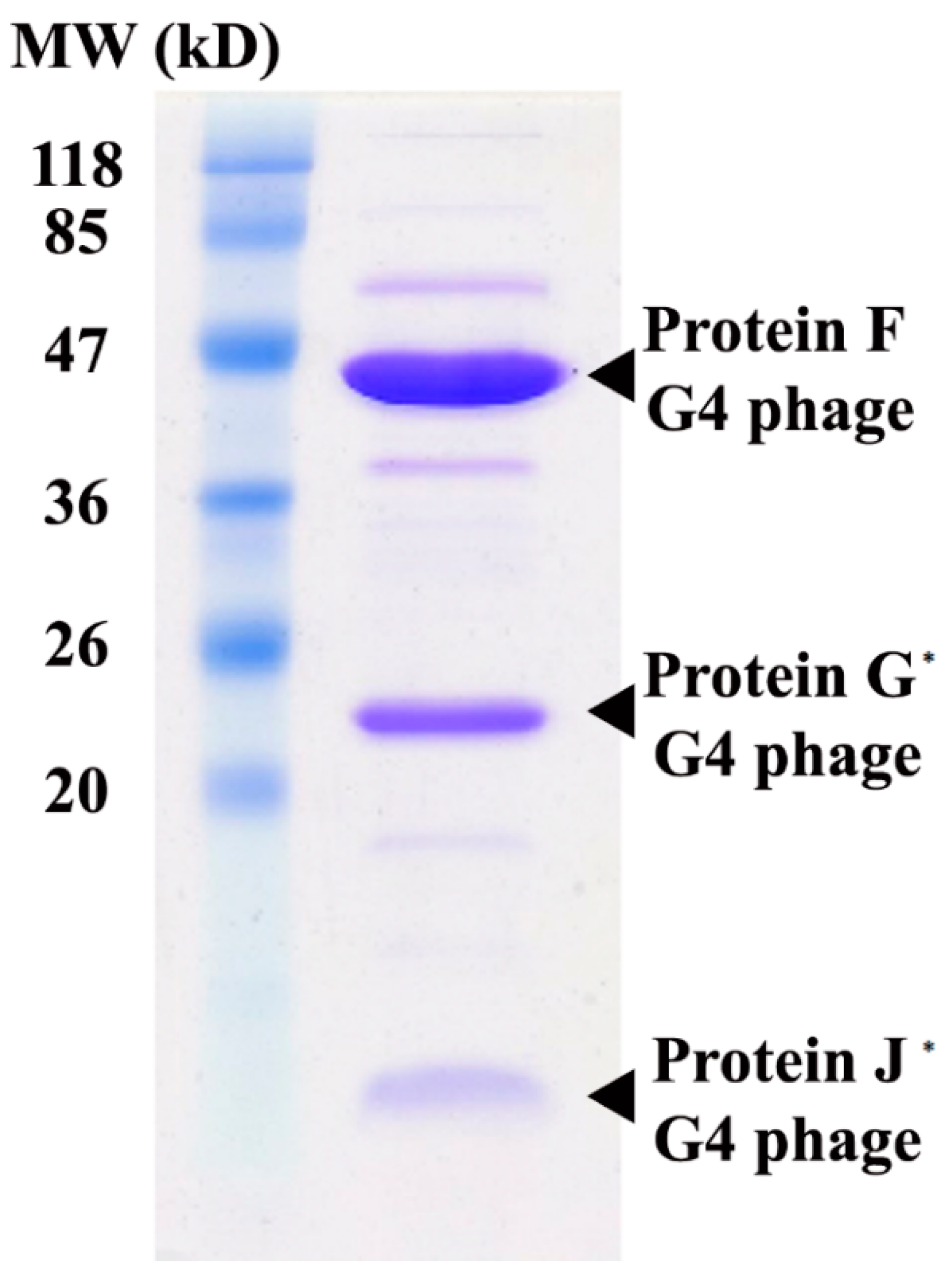 Antibiotics 07 00092 g002 Antibiotics 07 00092 g002