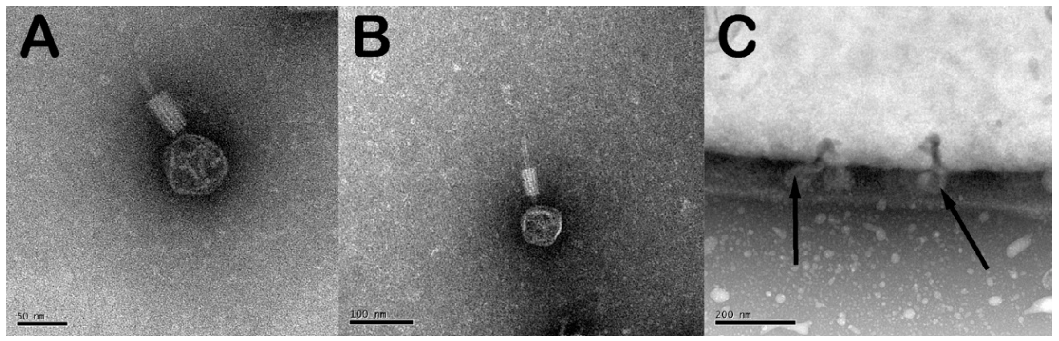 Antibiotics 07 00105 g001 Antibiotics 07 00105 g001