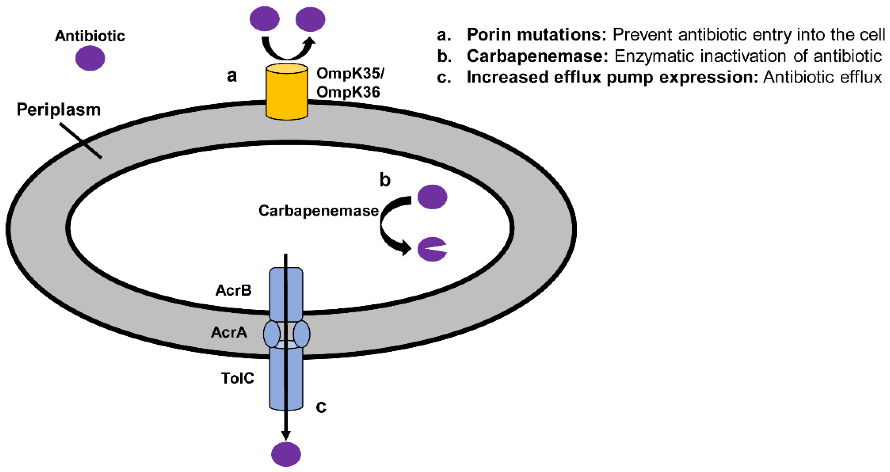 Antibiotics 08 00037 g001