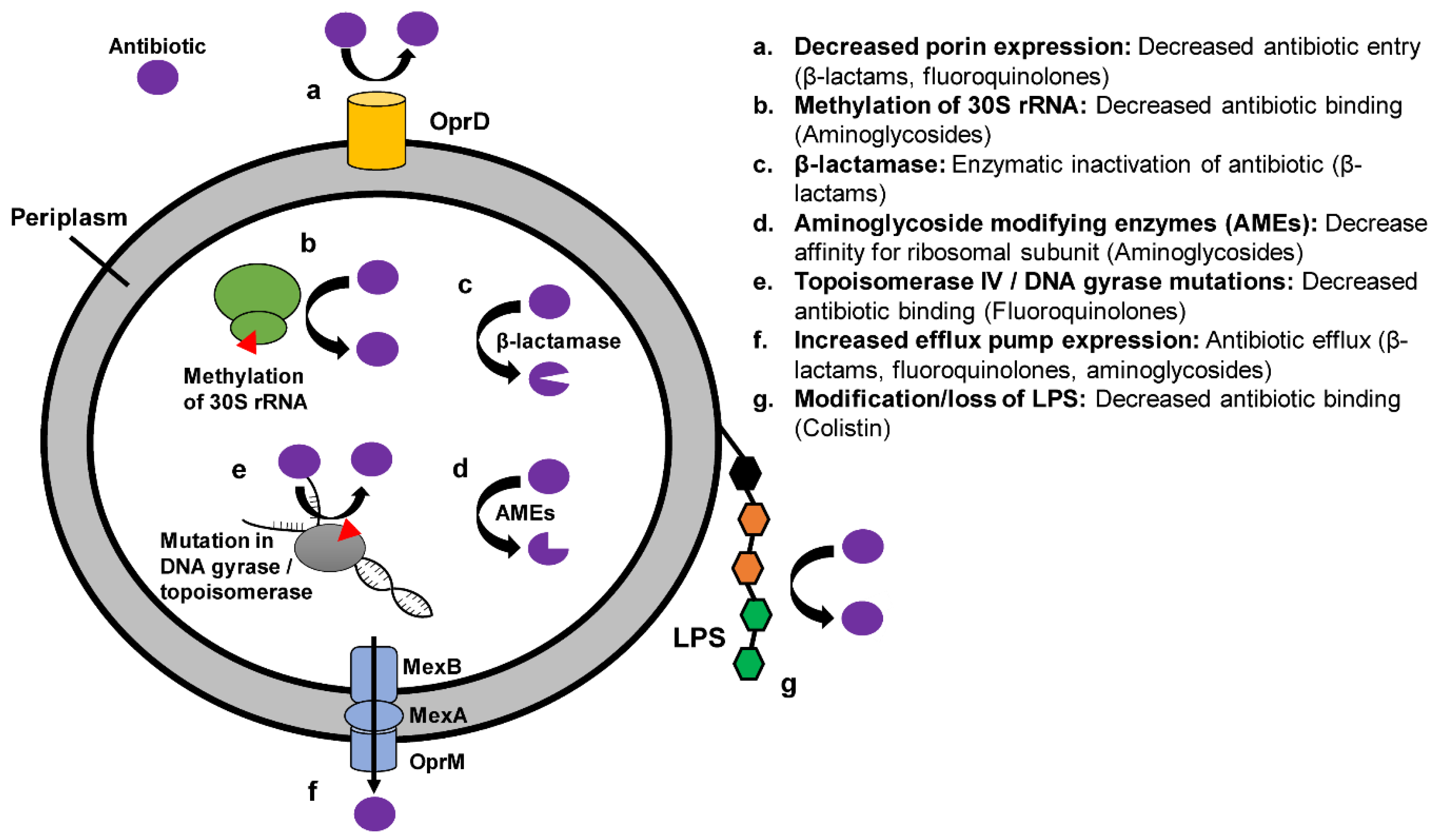 Antibiotics 08 00037 g002