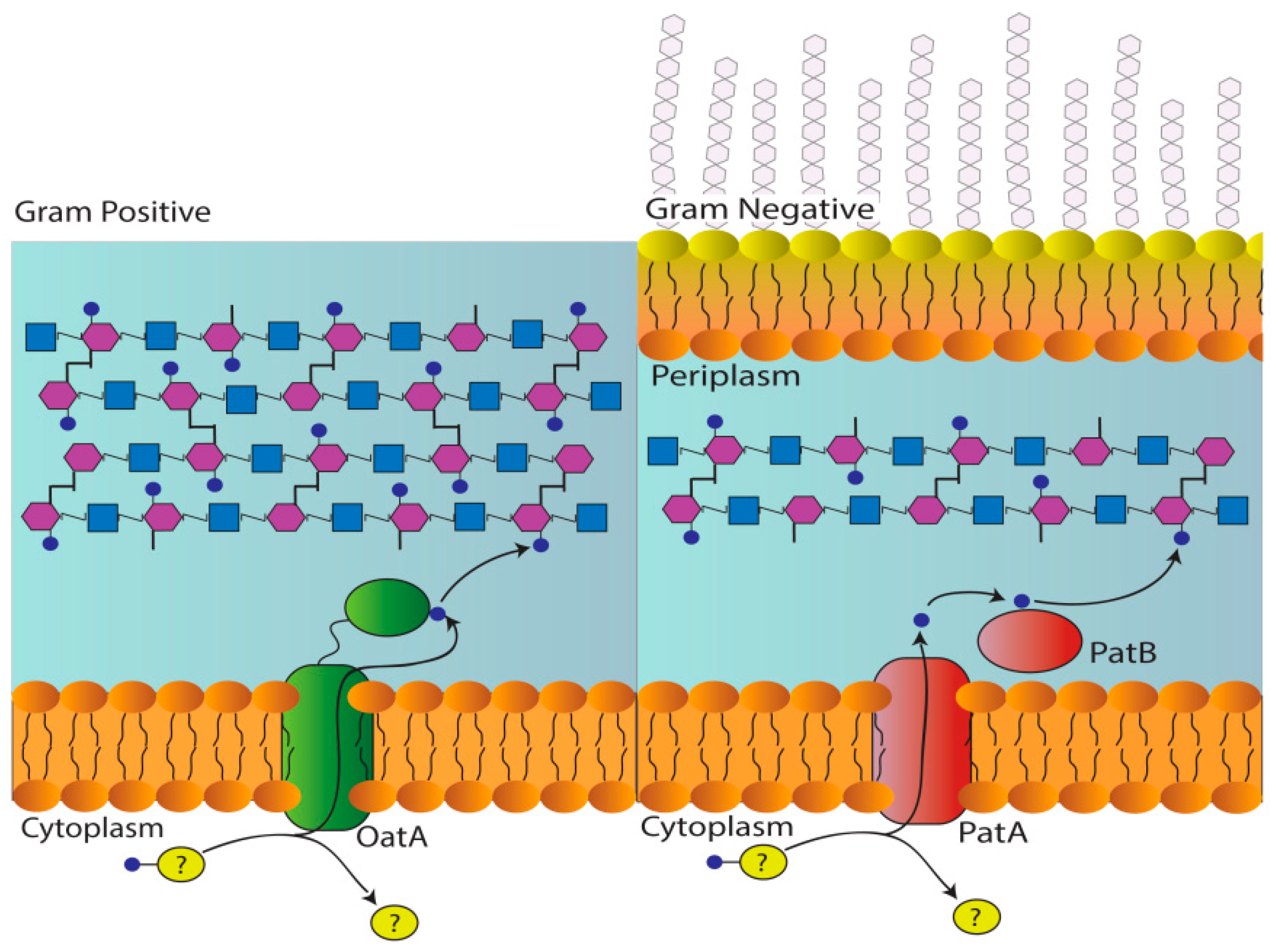 Antibiotics 08 00065 g001 Antibiotics 08 00065 g001