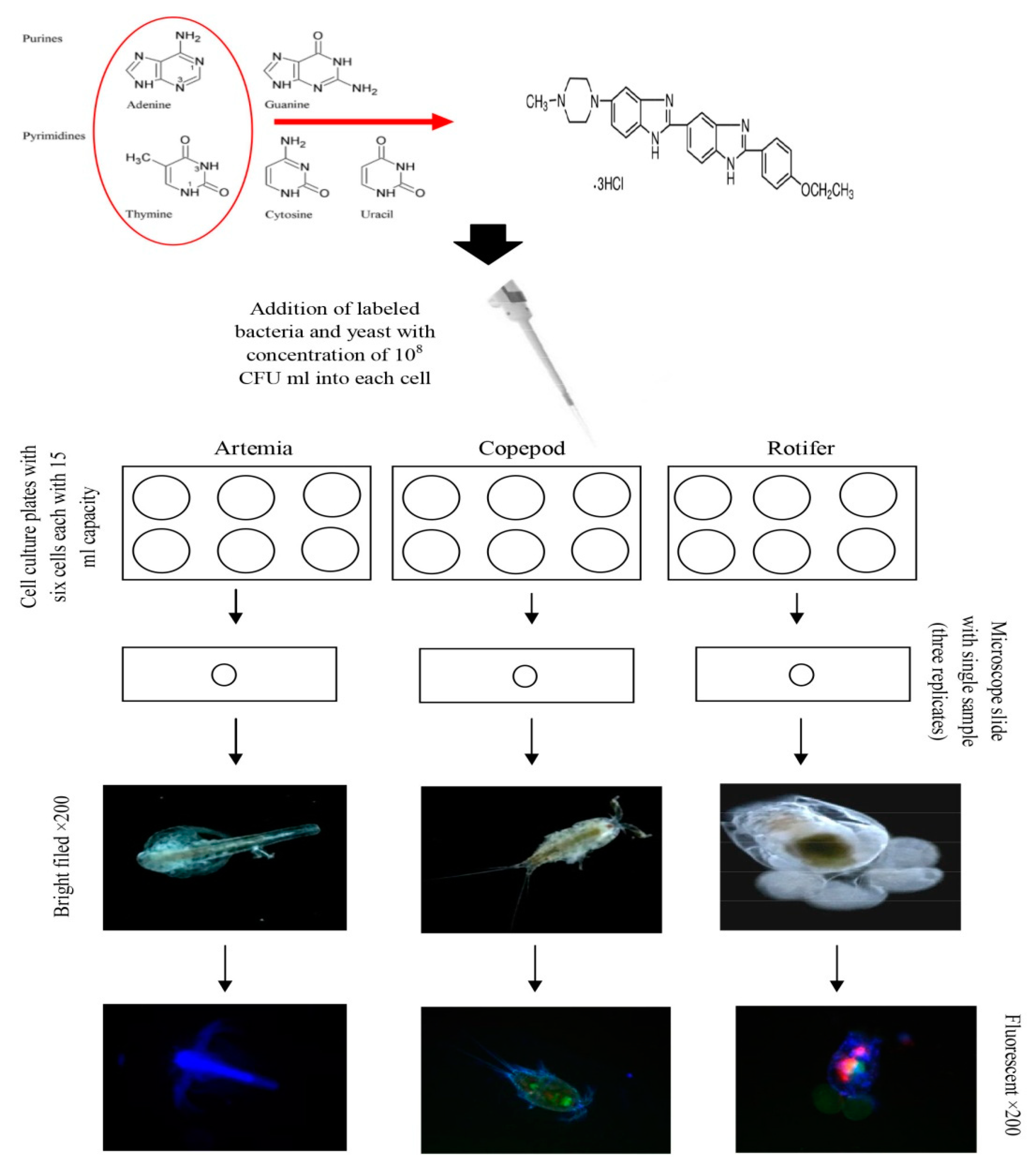 Antibiotics 08 00095 g003 Antibiotics 08 00095 g003