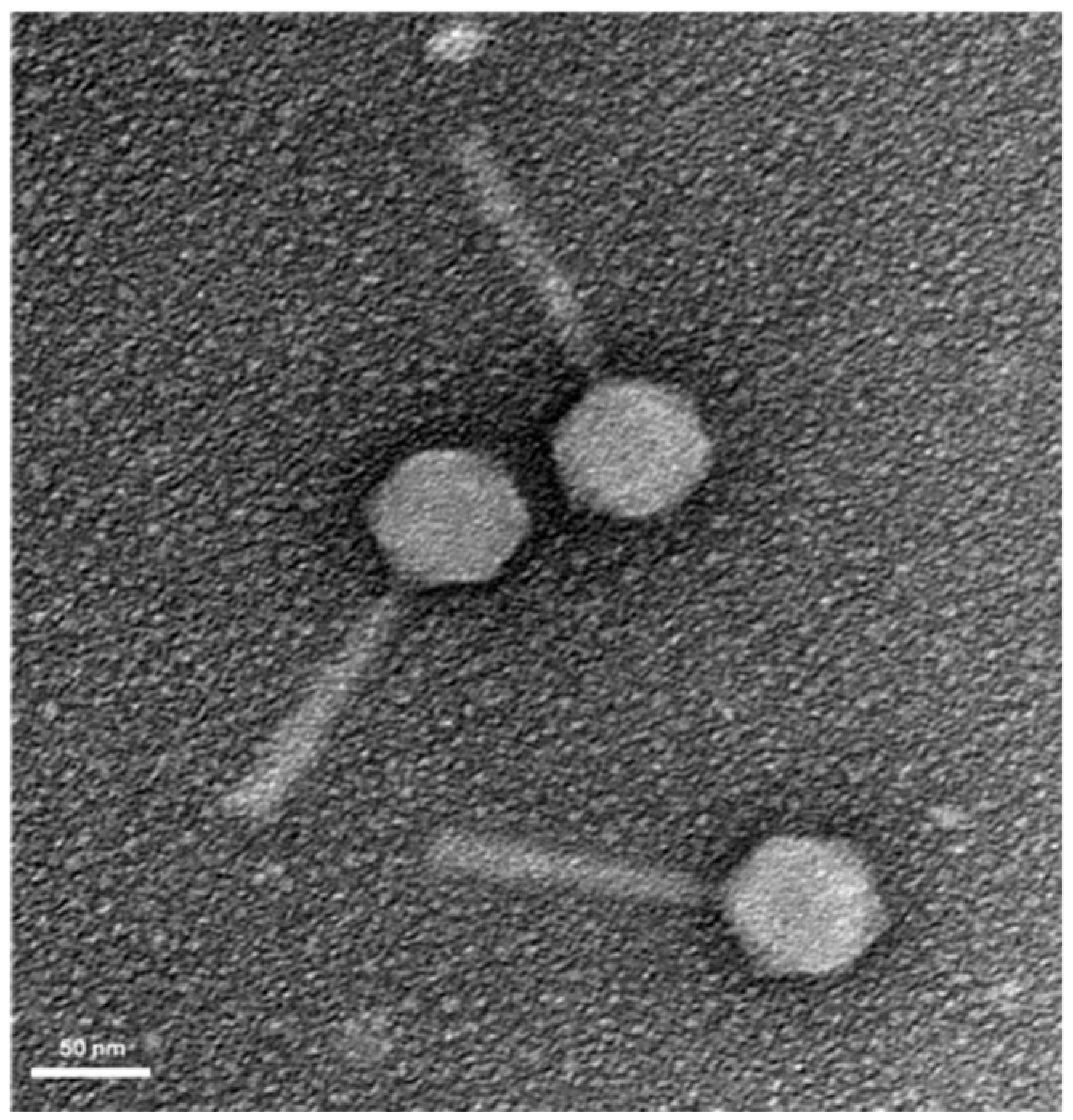 Antibiotics 08 00103 g001
