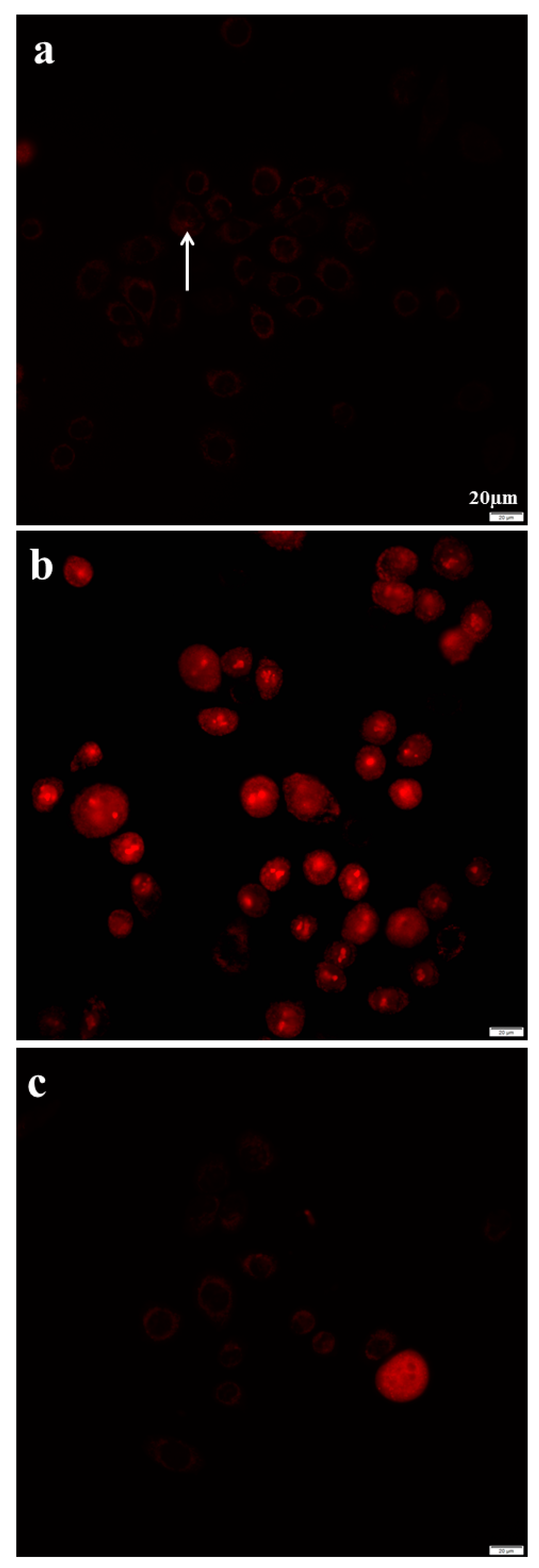 Antibiotics 08 00110 g008