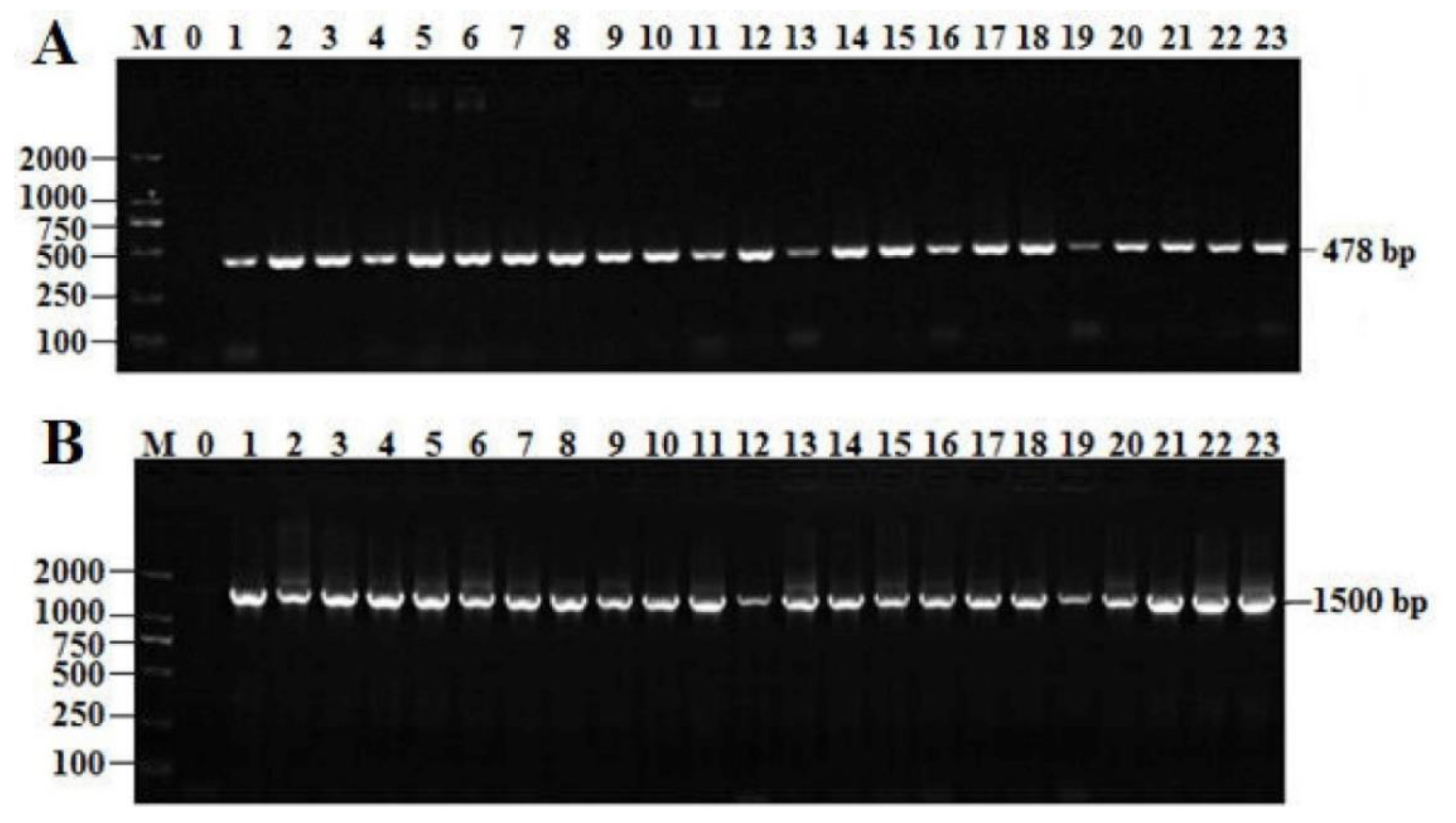 Antibiotics 08 00151 g002