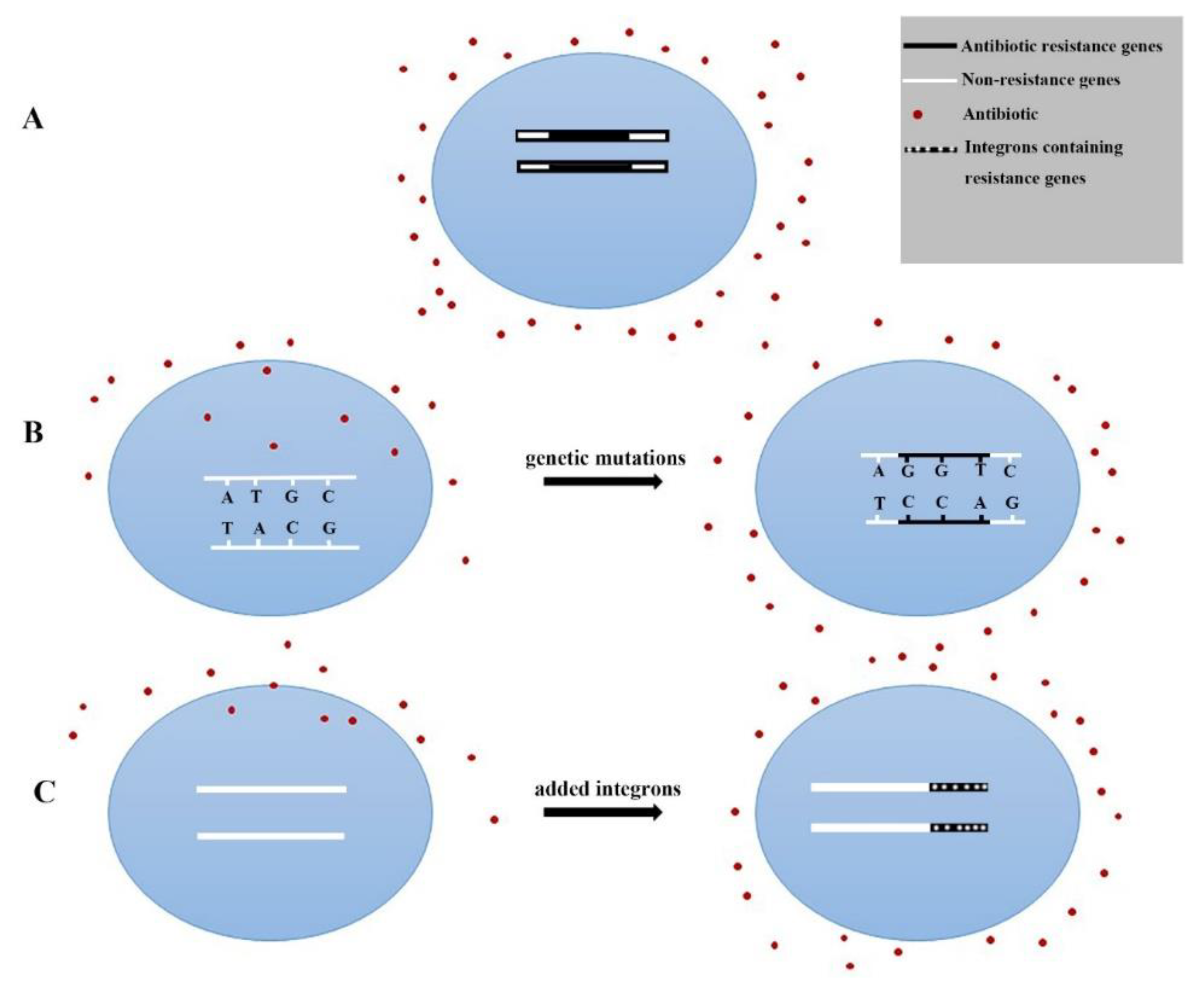 Antibiotics 08 00151 g006