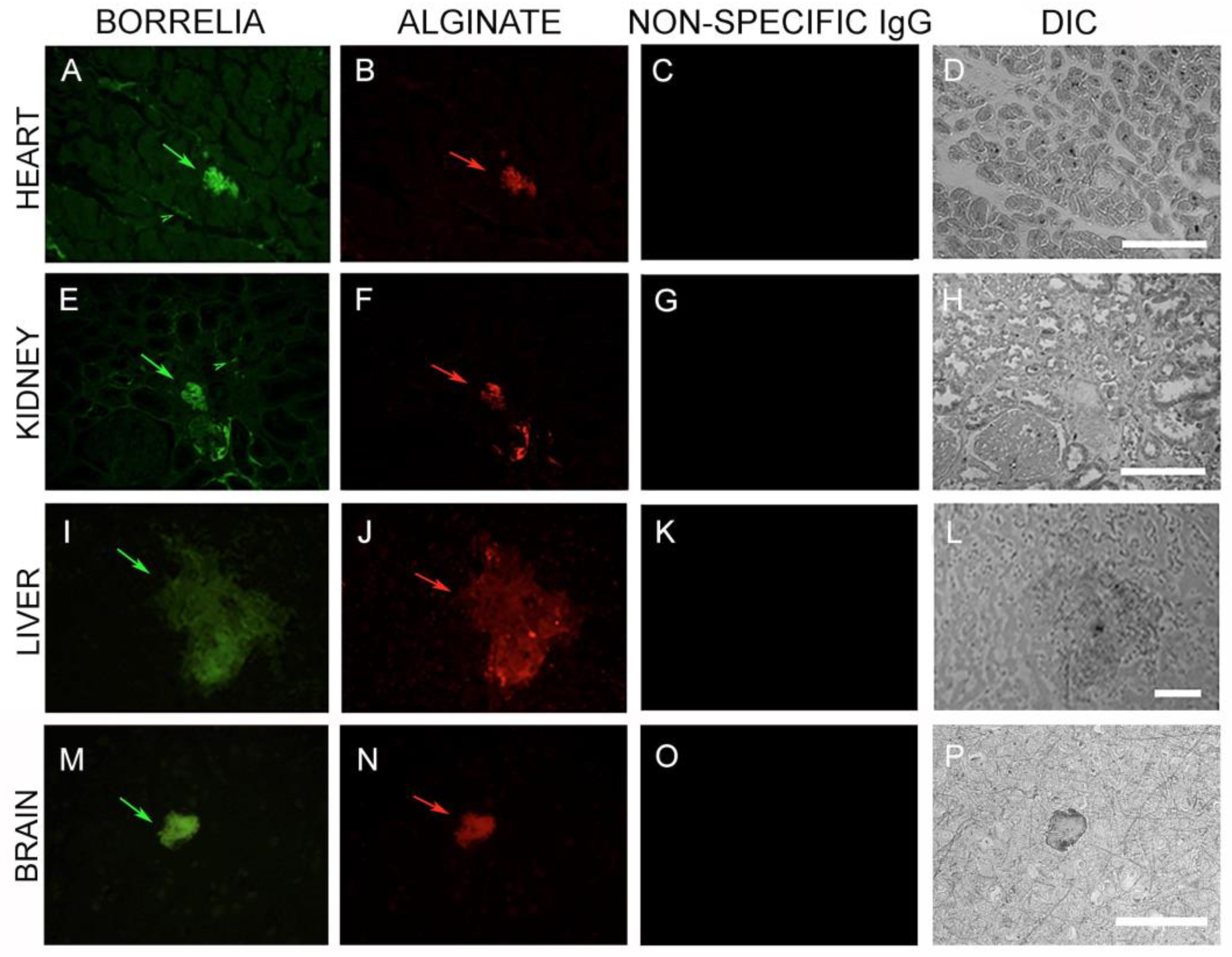 Antibiotics 08 00183 g005