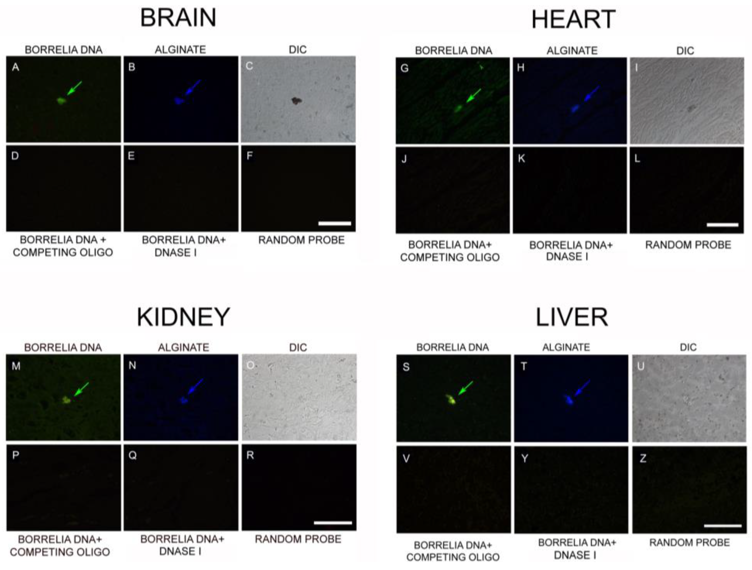 Antibiotics 08 00183 g008