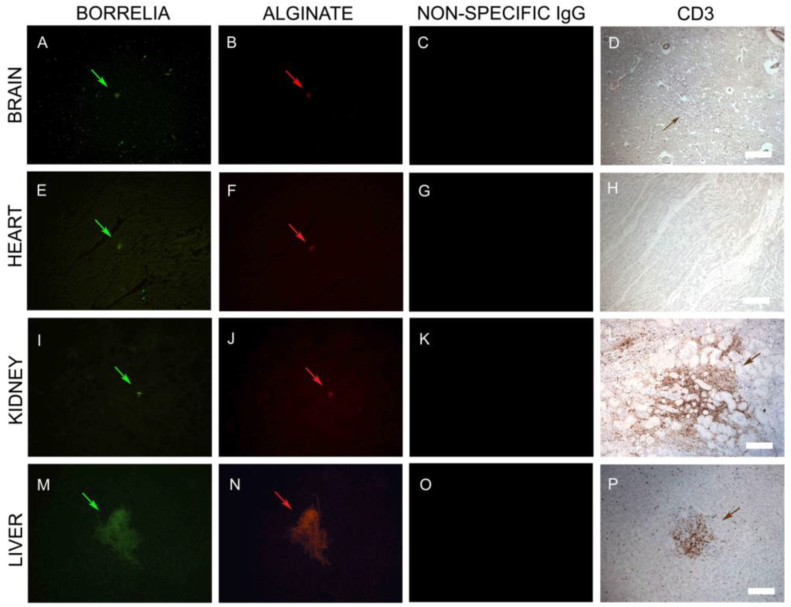 Antibiotics 08 00183 g009