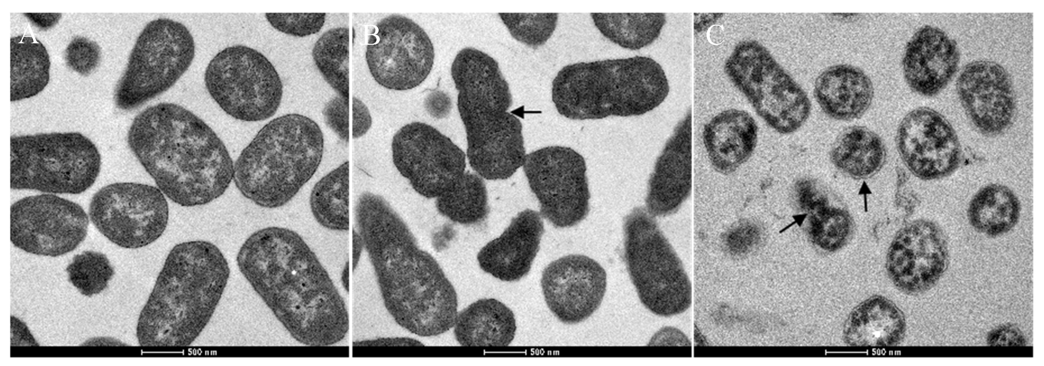 Antibiotics 08 00220 g004