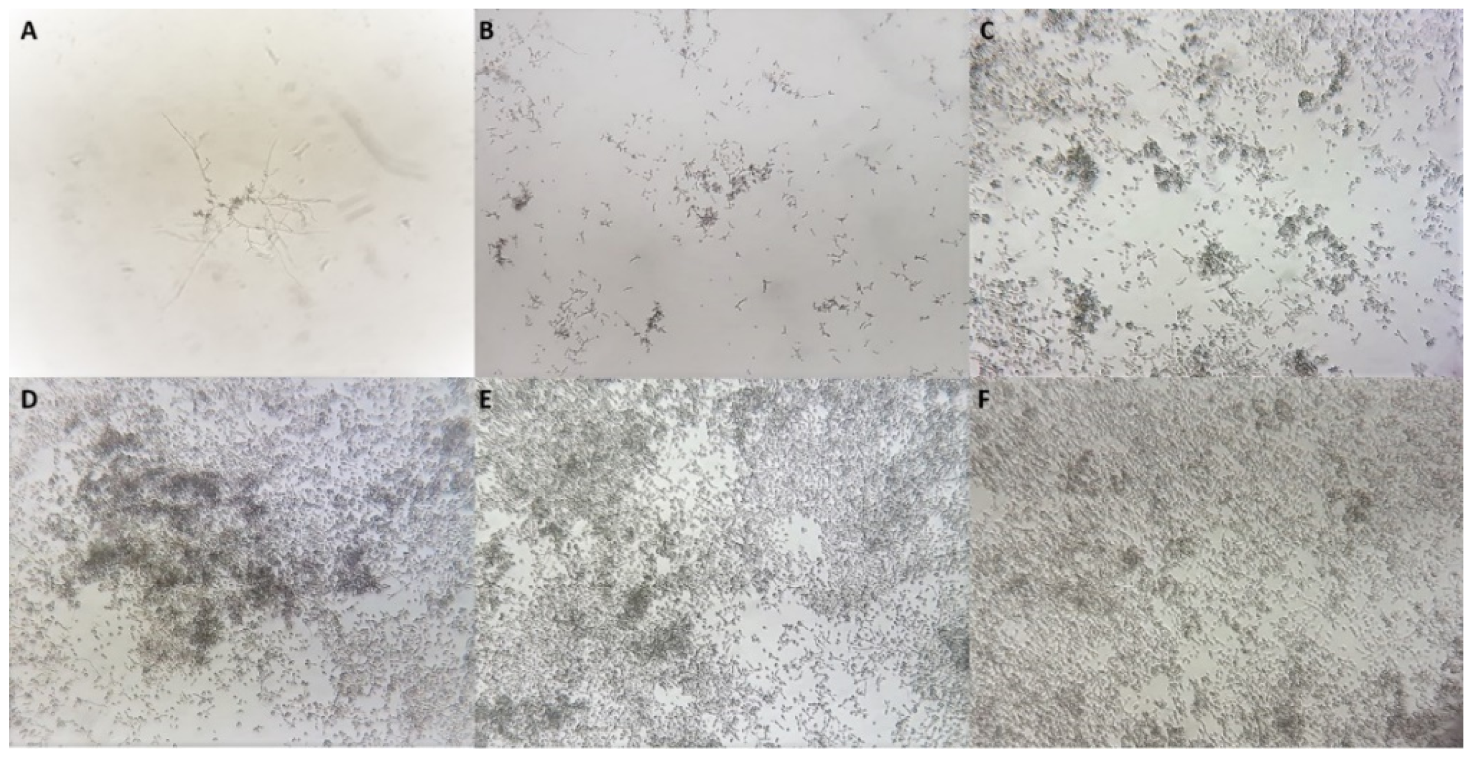 Antibiotics 08 00249 g003