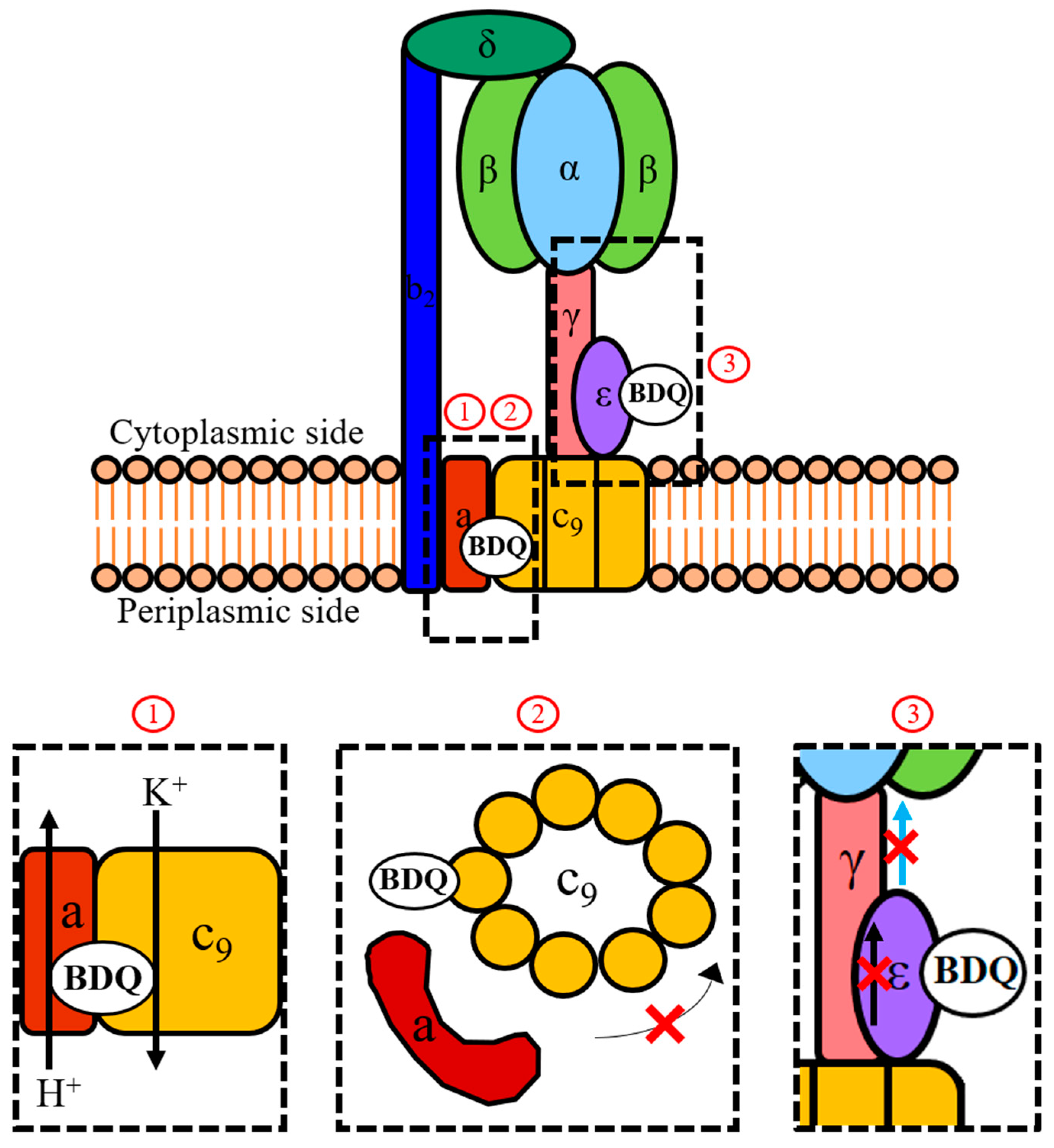 Antibiotics 08 00261 g002