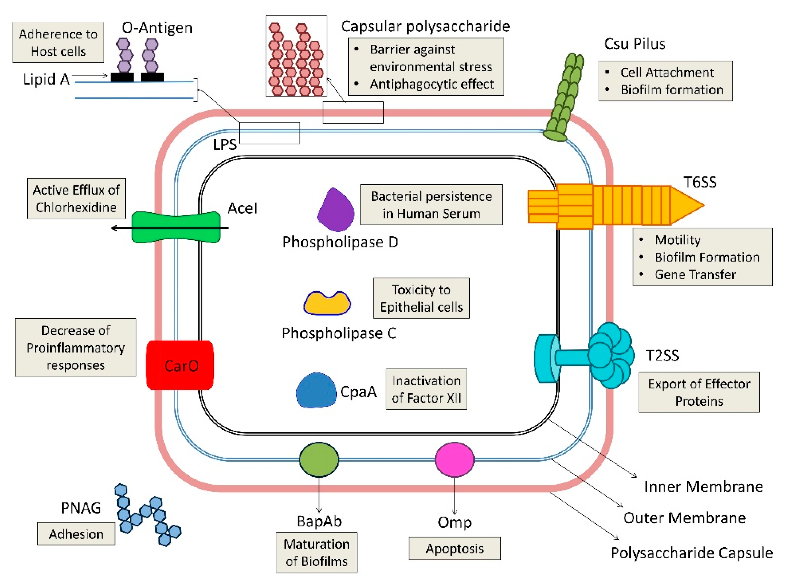 Antibiotics 09 00119 g002