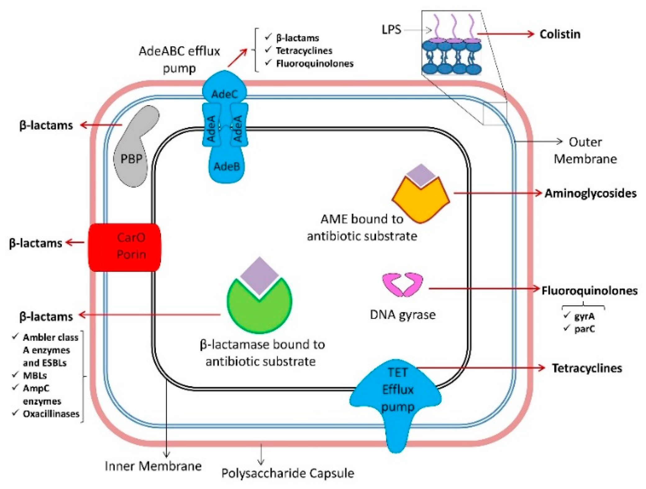 Antibiotics 09 00119 g003
