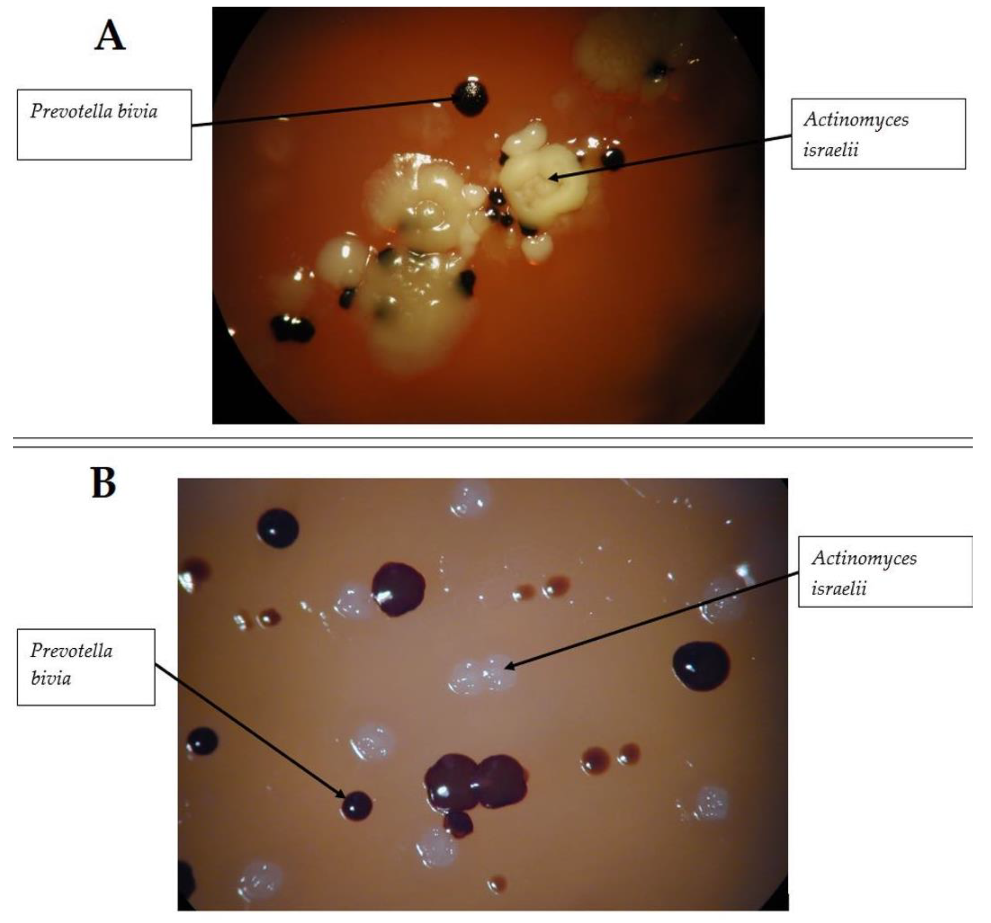 Antibiotics 09 00139 g001