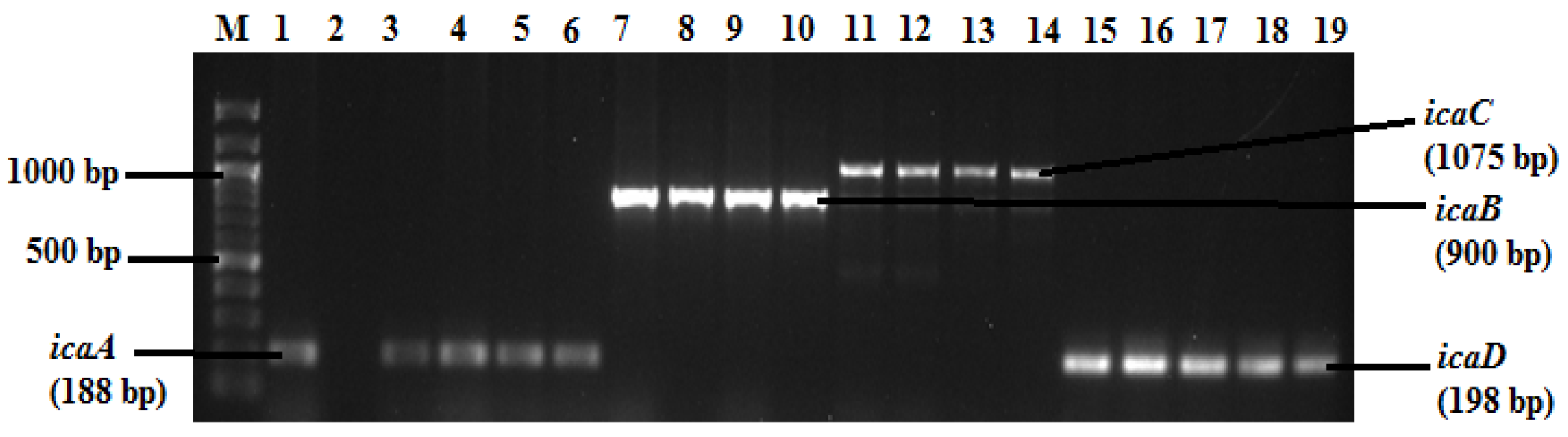 Antibiotics 09 00156 g001