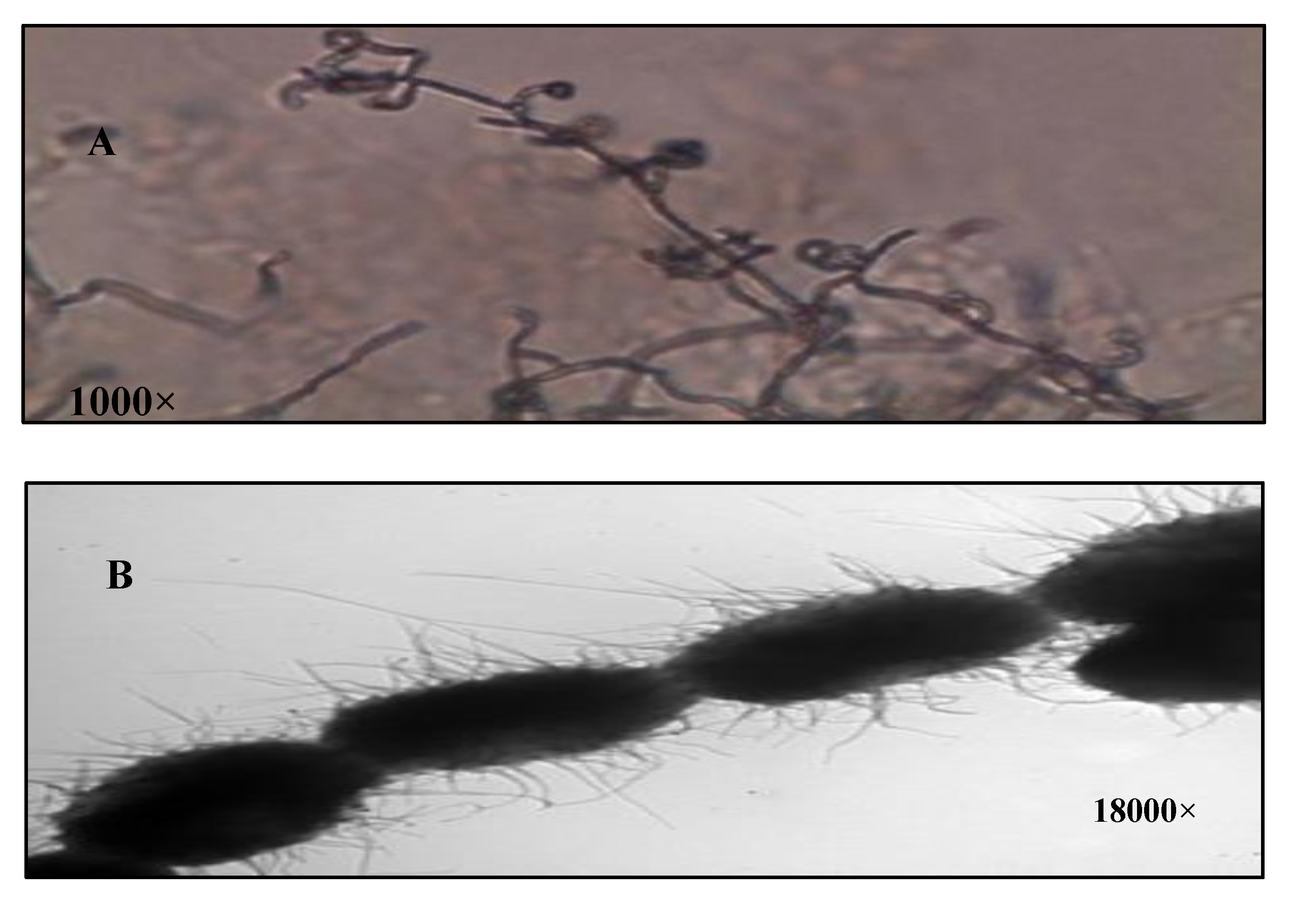 Antibiotics 09 00176 g001