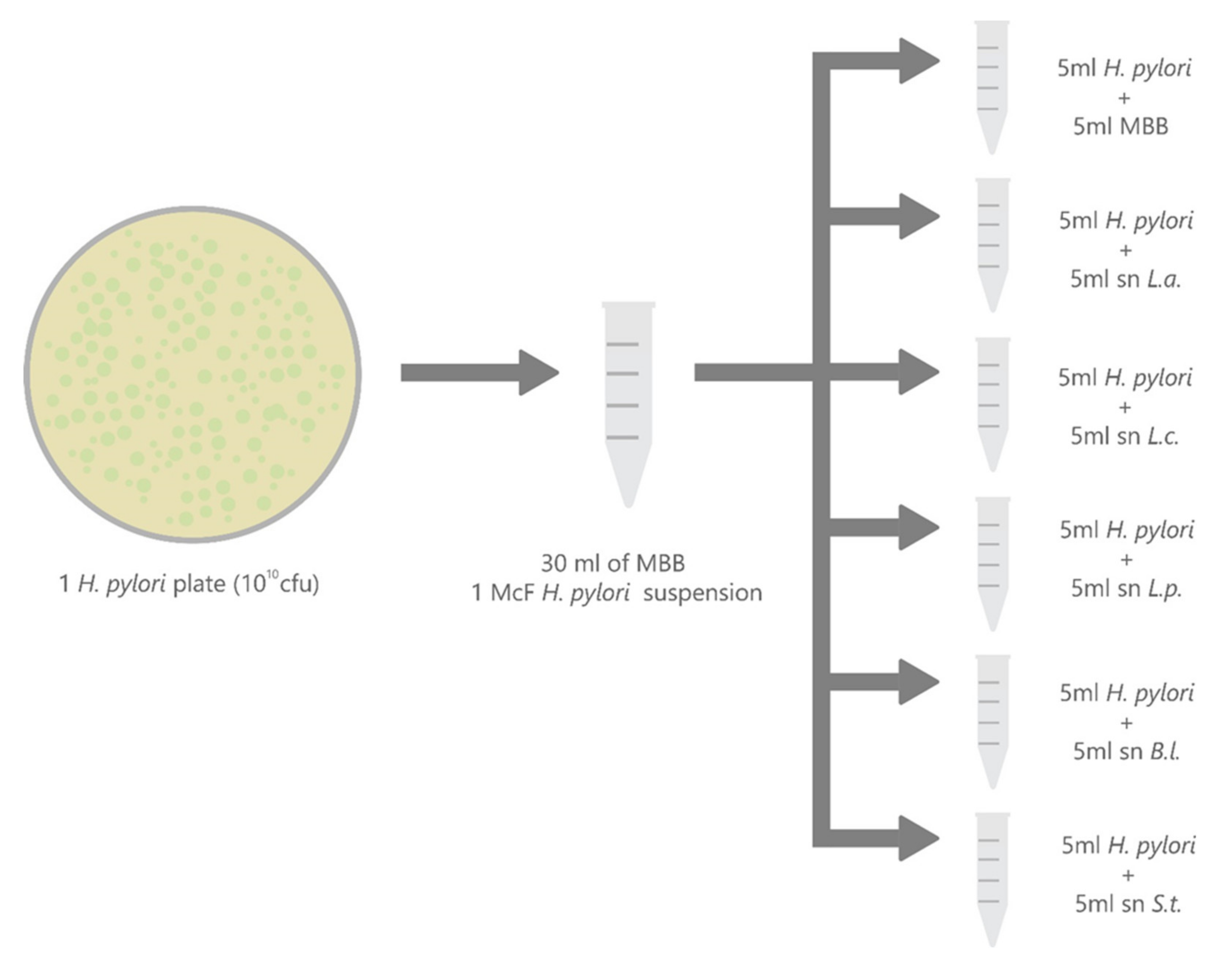 Antibiotics 09 00244 g006