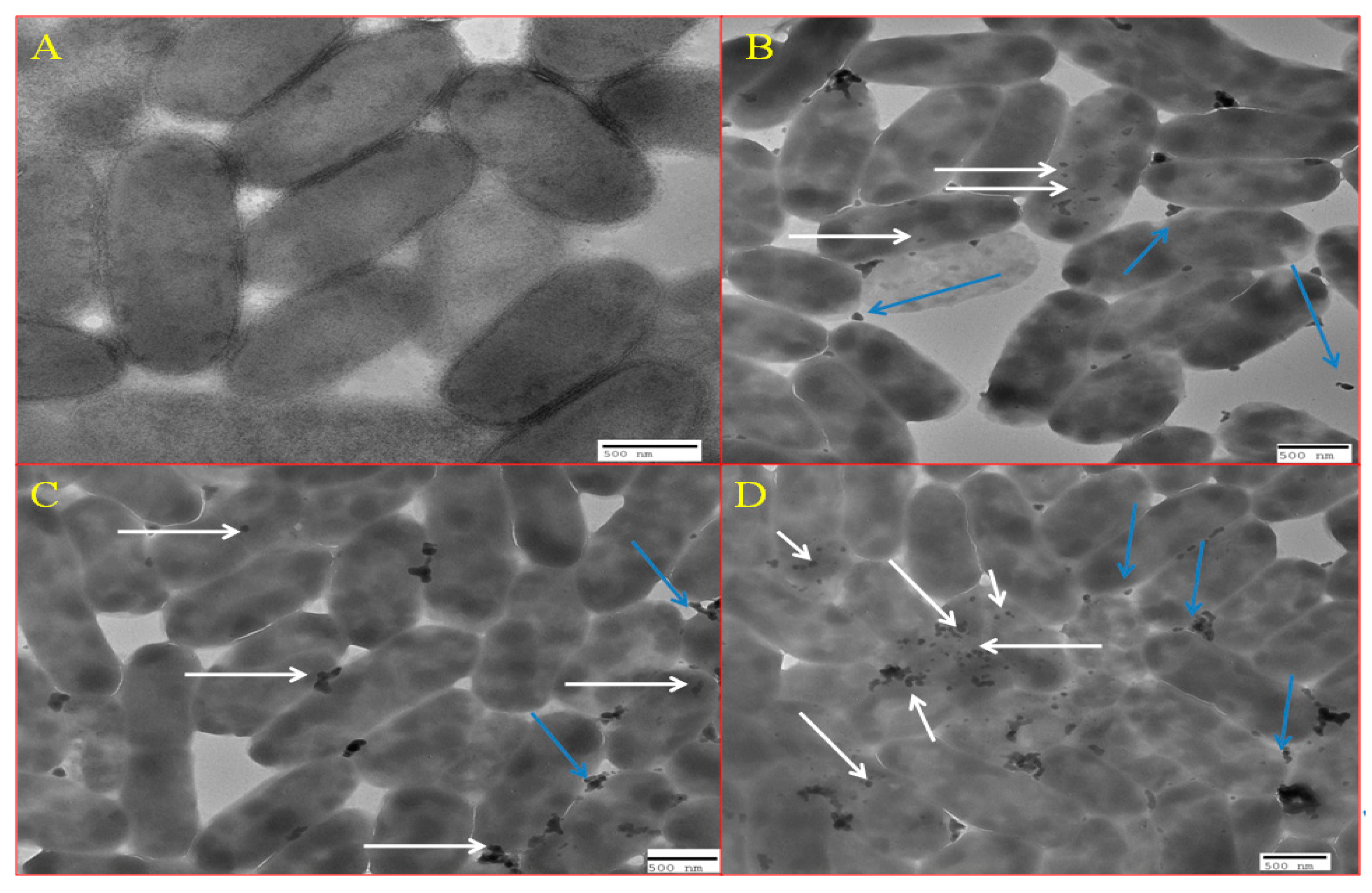 Antibiotics 09 00260 g010