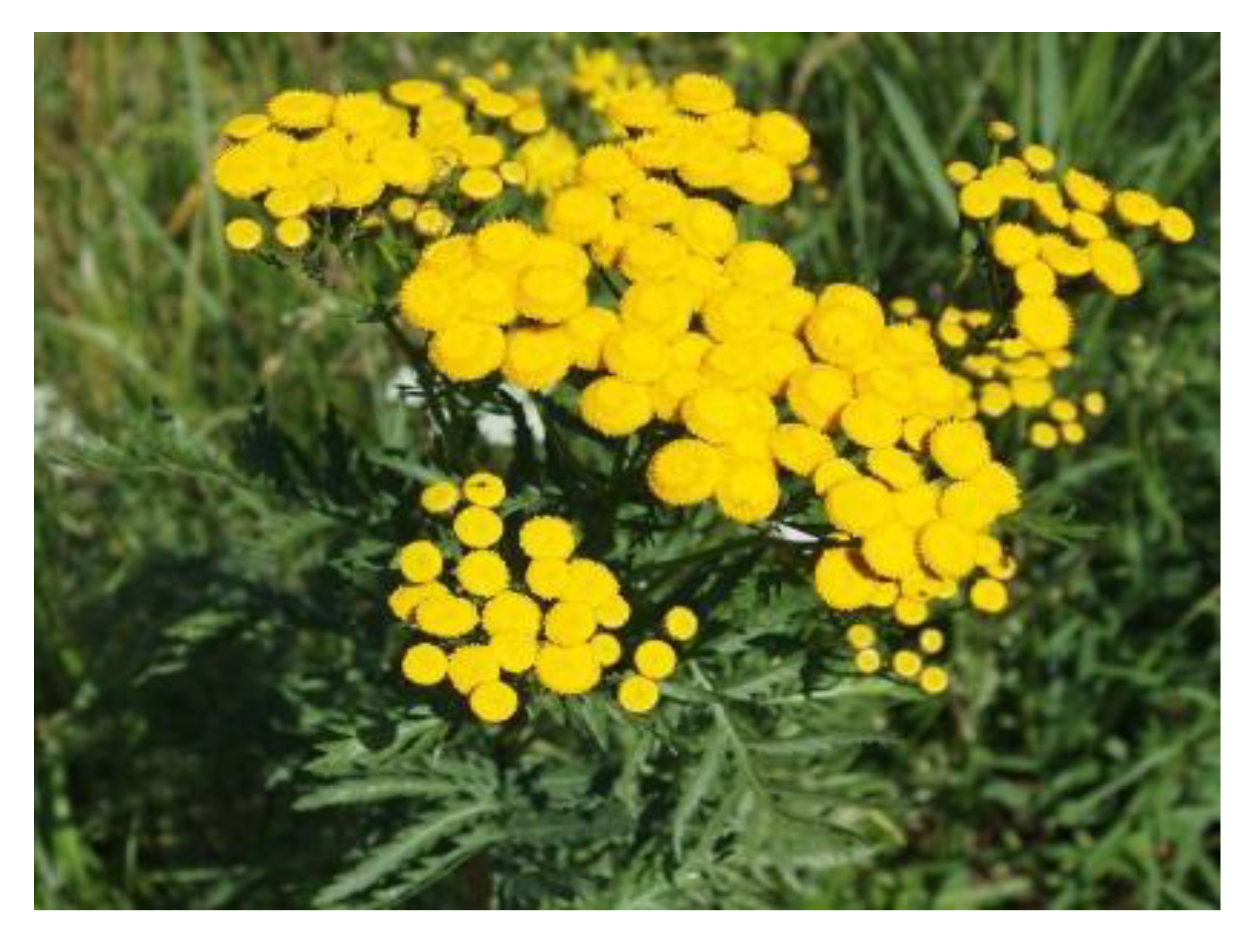 Antibiotics 09 00266 i005