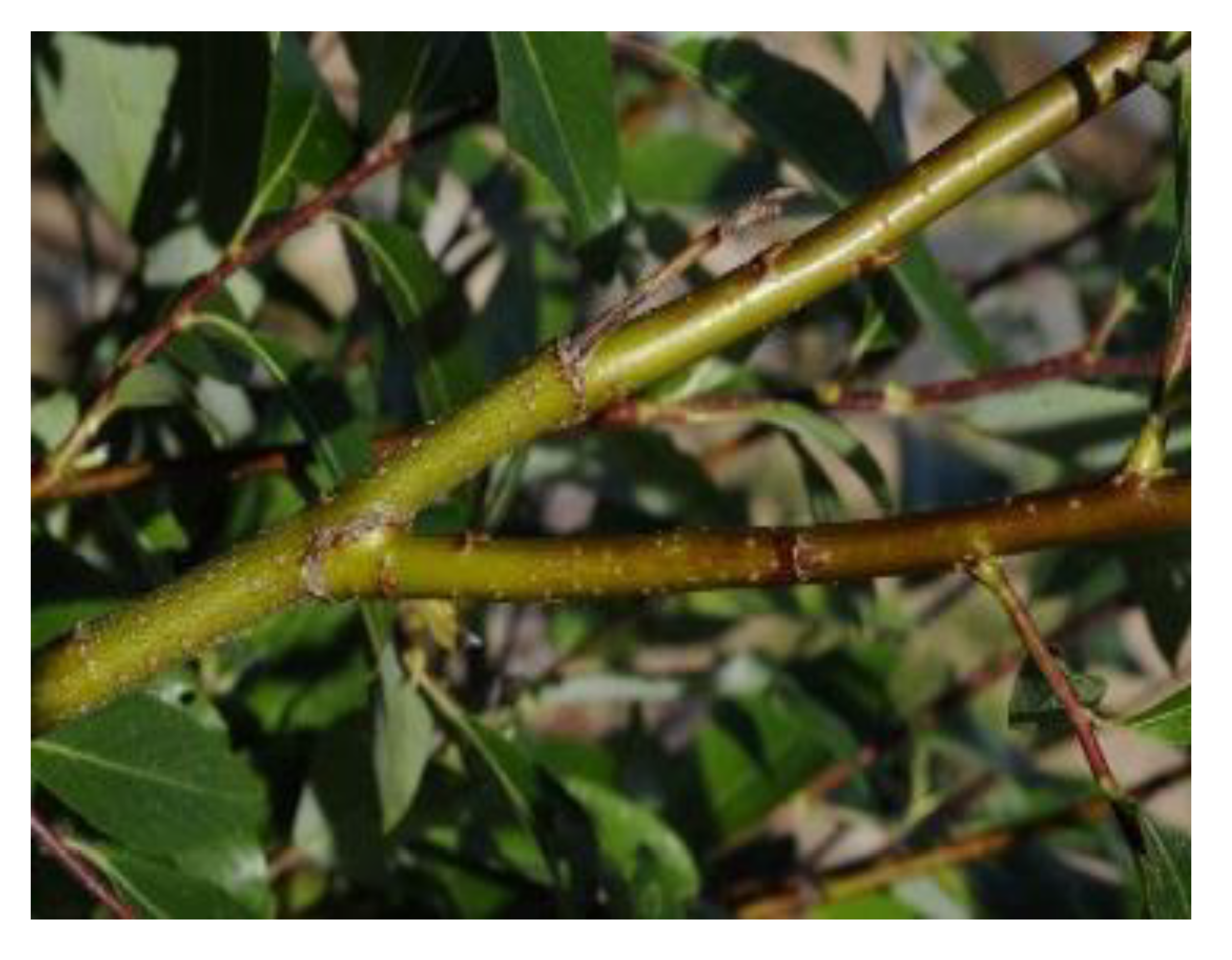 Antibiotics 09 00266 i006