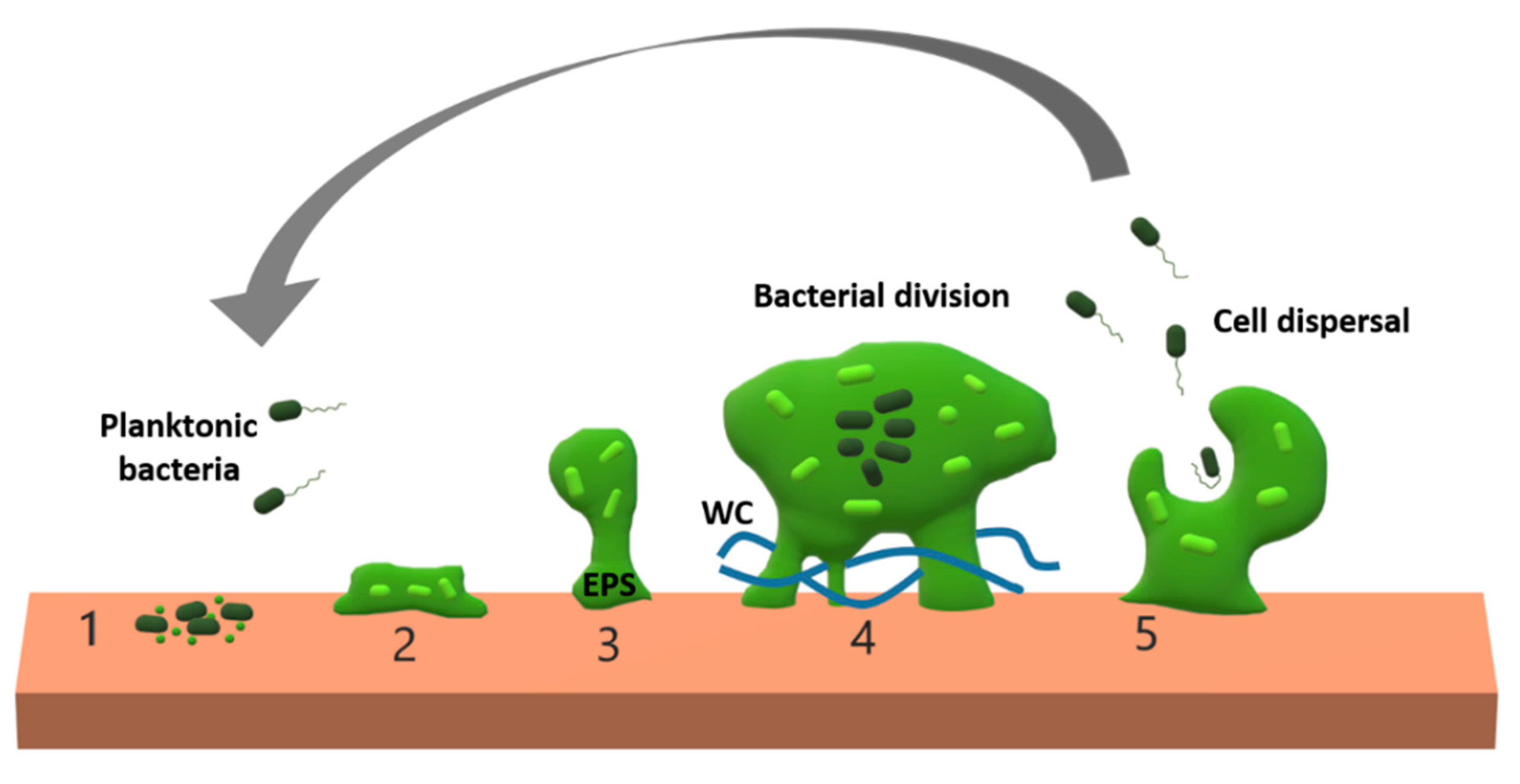 Antibiotics 09 00268 g001