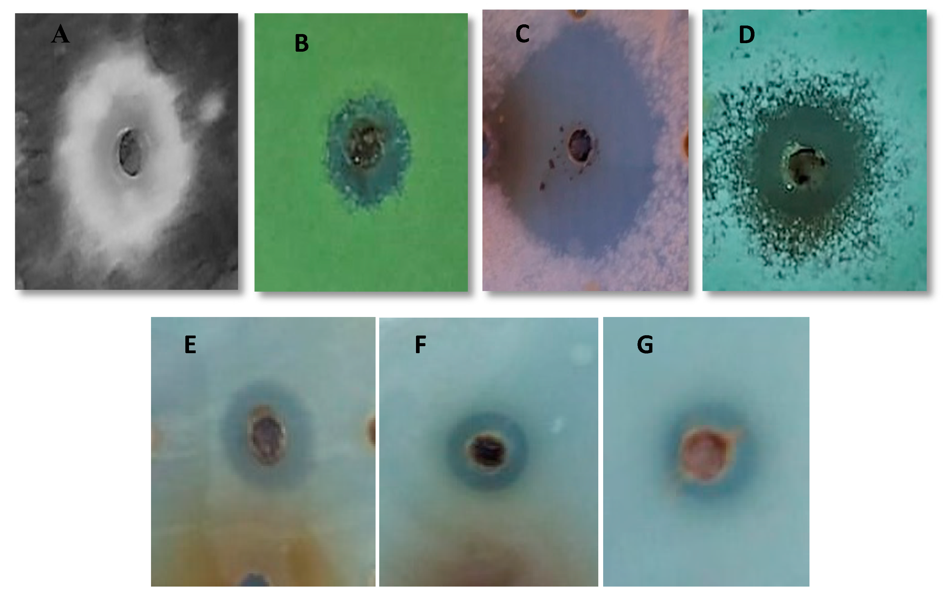 Antibiotics 09 00270 g003