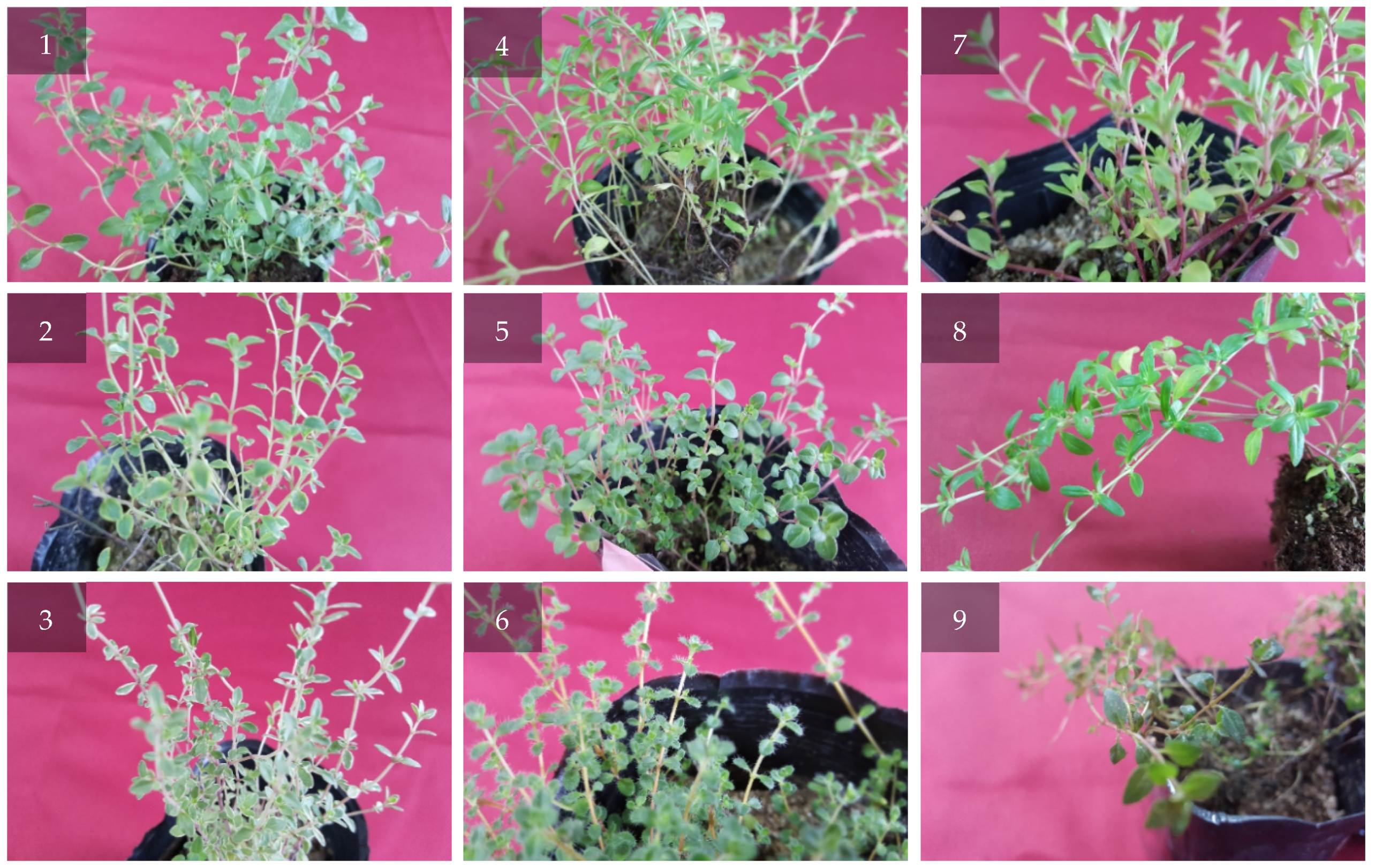 Antibiotics 09 00289 g002