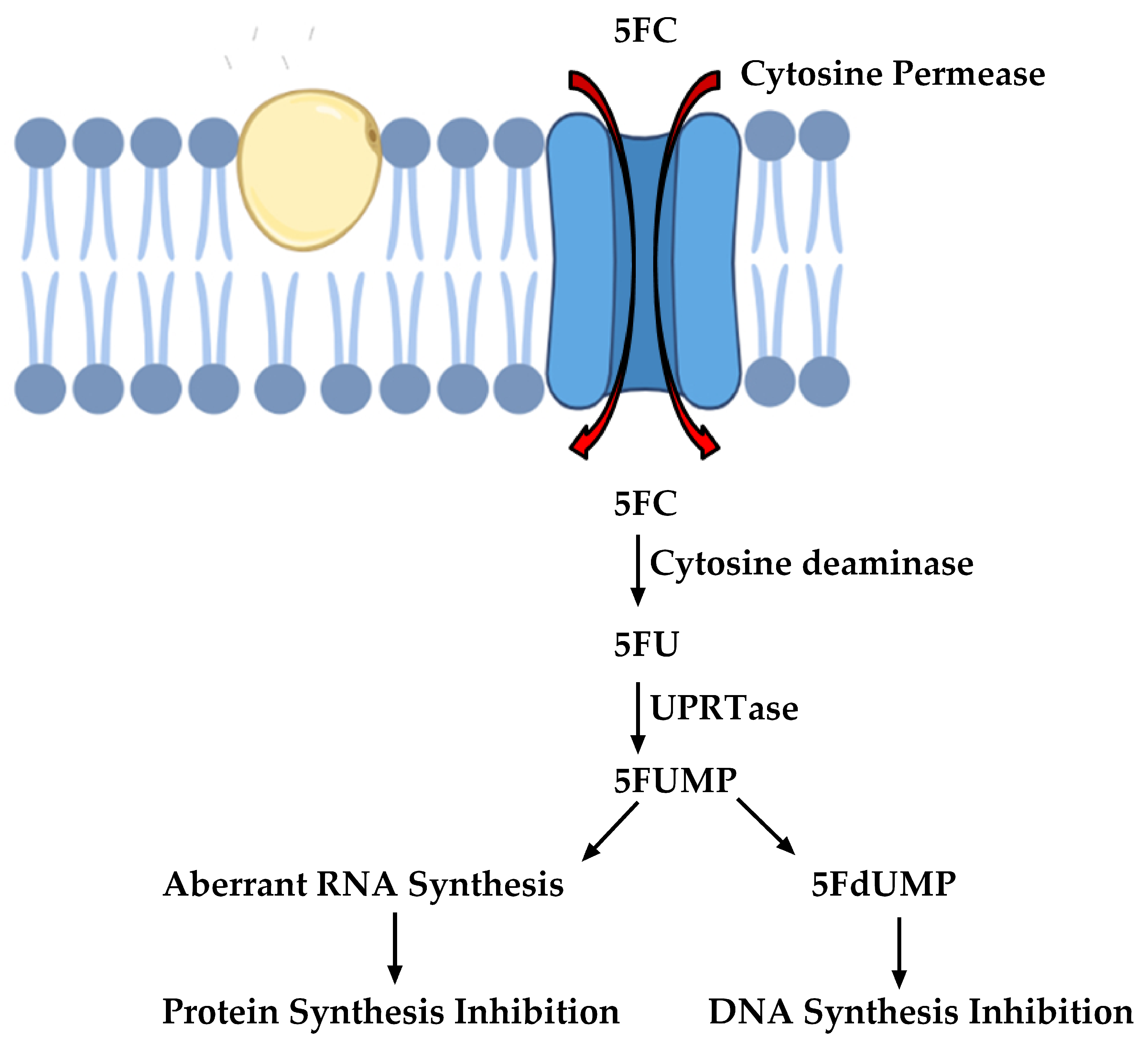 Antibiotics 09 00312 g003