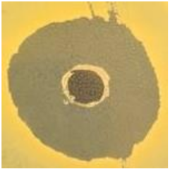 Antibiotics 09 00314 i005