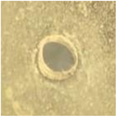 Antibiotics 09 00314 i010