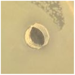 Antibiotics 09 00314 i011