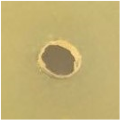 Antibiotics 09 00314 i012