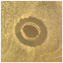 Antibiotics 09 00314 i014