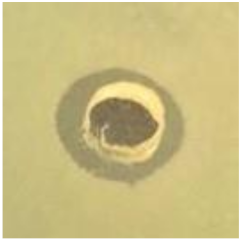 Antibiotics 09 00314 i016