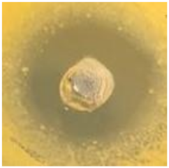 Antibiotics 09 00314 i017