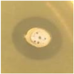 Antibiotics 09 00314 i019