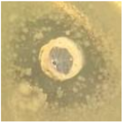 Antibiotics 09 00314 i020