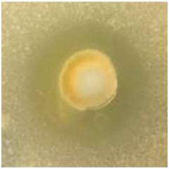 Antibiotics 09 00314 i022