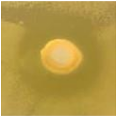 Antibiotics 09 00314 i023