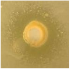 Antibiotics 09 00314 i024