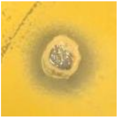 Antibiotics 09 00314 i025